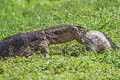 Water Monitor Varanus salvator