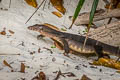 Water Monitor Varanus salvator