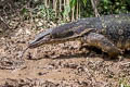 Water Monitor Varanus salvator