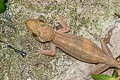 Web-footed Bent-toed Gecko Cyrtodactylus brevipalmatus 