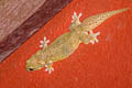 Western Four-clawed Gecko Gehyra lacerata (Kanchanaburi Four-clawed Gecko)