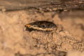 White-lipped Keelback Hebius leucomystax