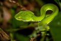 White-lipped Pit Viper Trimeresurus albolabris