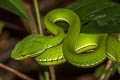 White-lipped Pit Viper Trimeresurus albolabris