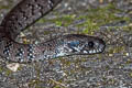 White-spotted Slug-eating Snake Pareas margaritophorus