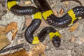 Yellow-barred Wolf Snake Lycodon laoensis (Laos Wolf Snake)