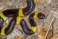 Yellow-barred Wolf Snake Lycodon laoensis (Laos Wolf Snake)