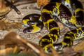 Yellow-barred Wolf Snake Lycodon laoensis (Laos Wolf Snake)