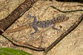 Yellow-headed Rock Gecko Cnemaspis huaseesom