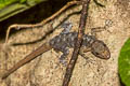 Yellow-headed Rock Gecko Cnemaspis huaseesom