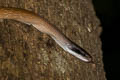 Yellow Black-tailed Racer Elaphe taeniura (Cave Racer)