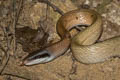 Yellow Black-tailed Racer Elaphe taeniura (Cave Racer)