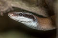 Yellow Black-tailed Racer Elaphe taeniura (Cave Racer)