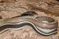 Yellow Black-tailed Racer Elaphe taeniura (Cave Racer)