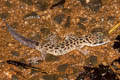 Zebra Bent-toed Gecko Cyrtodactylus zebraicus (Spotted Bent-toed Gecko, Pegu Bent-toed Gecko)