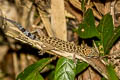 Zebra Bent-toed Gecko Cyrtodactylus zebraicus (Spotted Bent-toed Gecko, Pegu Bent-toed Gecko)