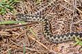 Adder Vipera berus