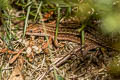 Viviparous Lizard Zootoca vivipara (Common Lizard)