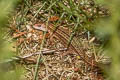 Viviparous Lizard Zootoca vivipara (Common Lizard)
