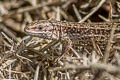 Viviparous Lizard Zootoca vivipara (Common Lizard)