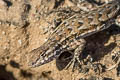 Common Lesser Earless Lizard Holbrookia maculata