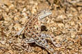 Elegant Earless Lizard Holbrookia elegans