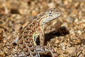 Elegant Earless Lizard Holbrookia elegans