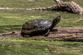 Sonora Mud Turtle Kinosternon sonoriense 