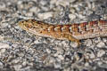 Southern Alligator Lizard Elgaria multicarinata