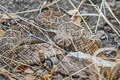 Western Diamondback Rattlesnake Crotalus atrox