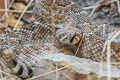 Western Diamondback Rattlesnake Crotalus atrox