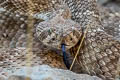 Western Diamondback Rattlesnake Crotalus atrox