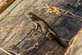 Western Fence Lizard Sceloporus occidentalis becki (Island Fence Lizard)