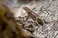 Western Fence Lizard Sceloporus occidentalis bocourtii (Coastal Range Fence Lizard)