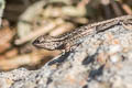 Western Fence Lizard Sceloporus occidentalis bocourtii (Coastal Range Fence Lizard)