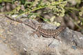 Western Fence Lizard Sceloporus occidentalis bocourtii (Coastal Range Fence Lizard)