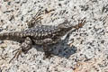 Western Fence Lizard Sceloporus occidentalis taylori (Sierra Fence Lizard)