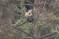 Giant Panda Wolong