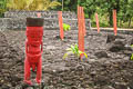 Tahiti - Marae statue