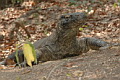 Komodo