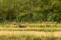 Chiang Dao