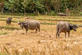 Chiang Dao